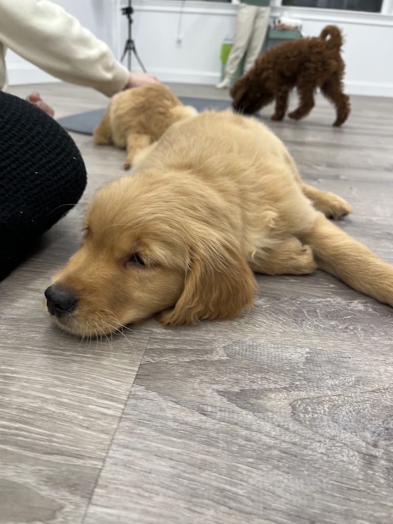  Puppy Sphere | Puppy Yoga (Boston)