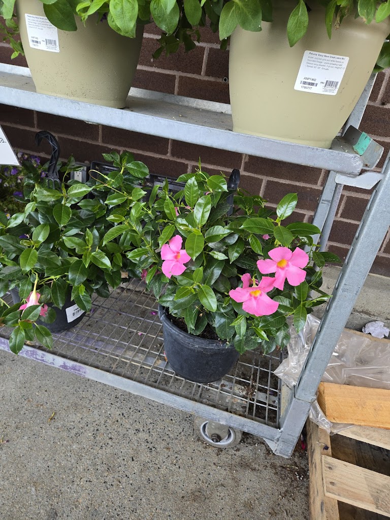  btone Fitness Melrose