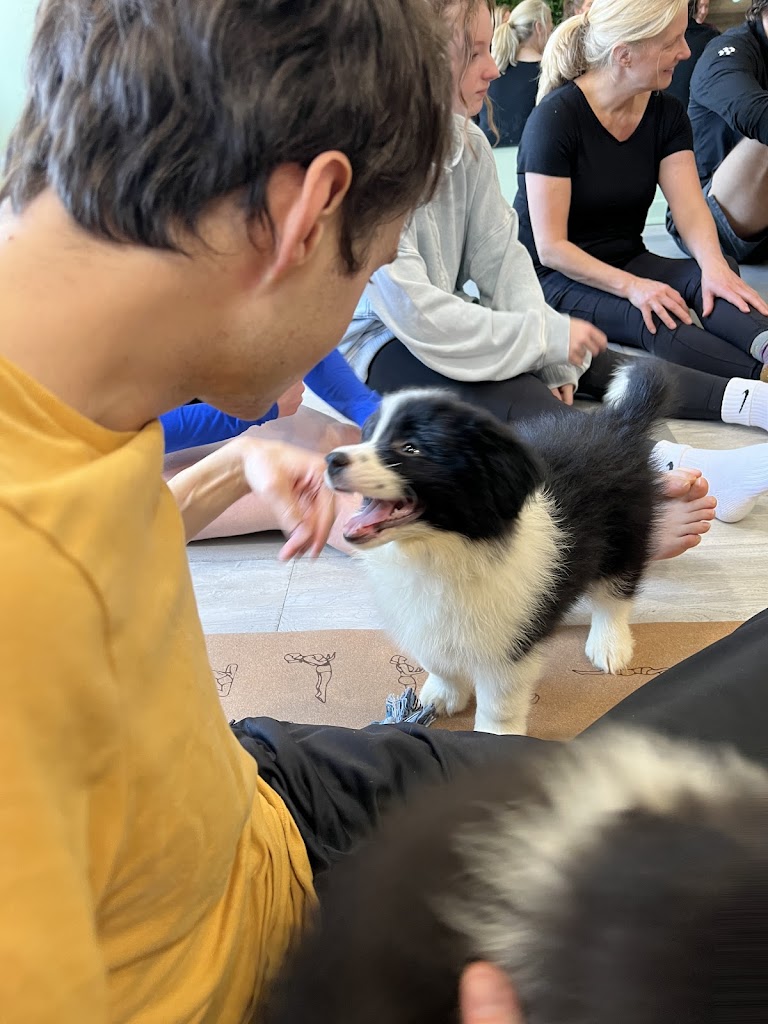  Lucky Pup Yoga