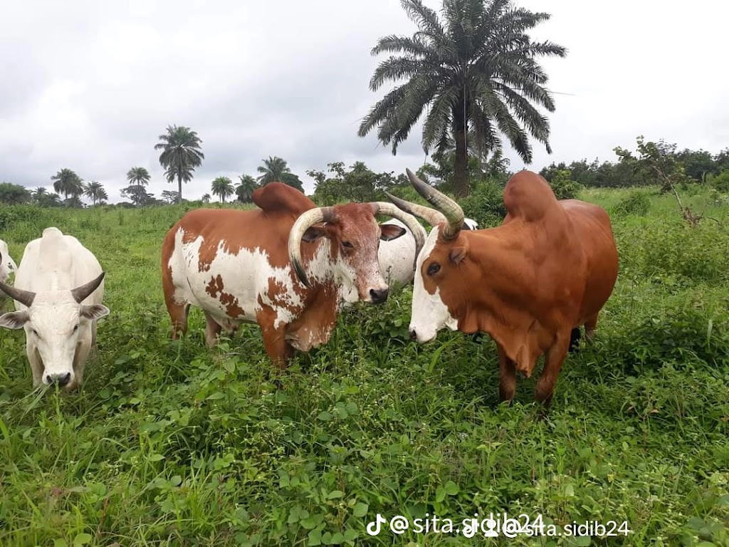  Functional Lifestyles