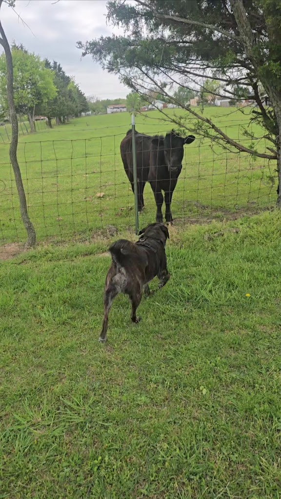  Sherando Park Outdoor Fitness Gym