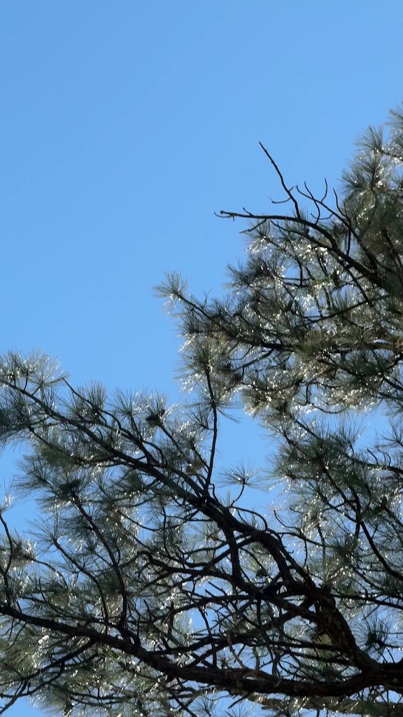  Chaparral Pines Trailhead