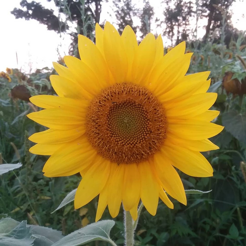  Santosha Yoga Studio