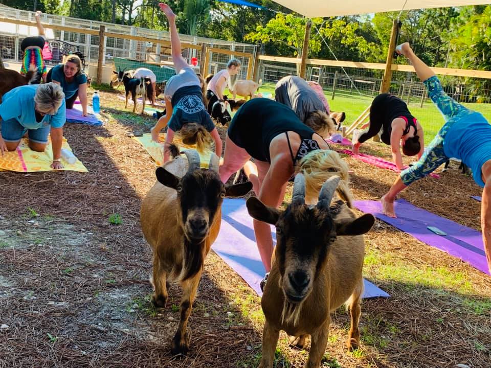  Goat Yoga