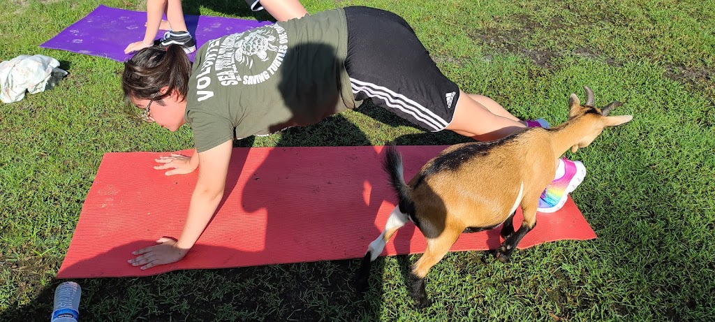  Goat Yoga