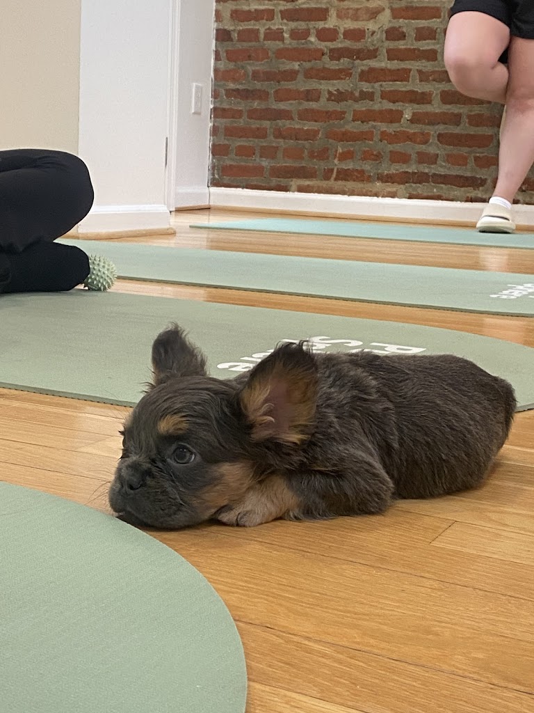  Puppy Sphere | Puppy Yoga (DC)