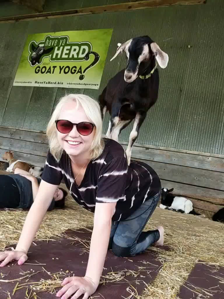  Have Ya Herd Goat Yoga & Corn Maze