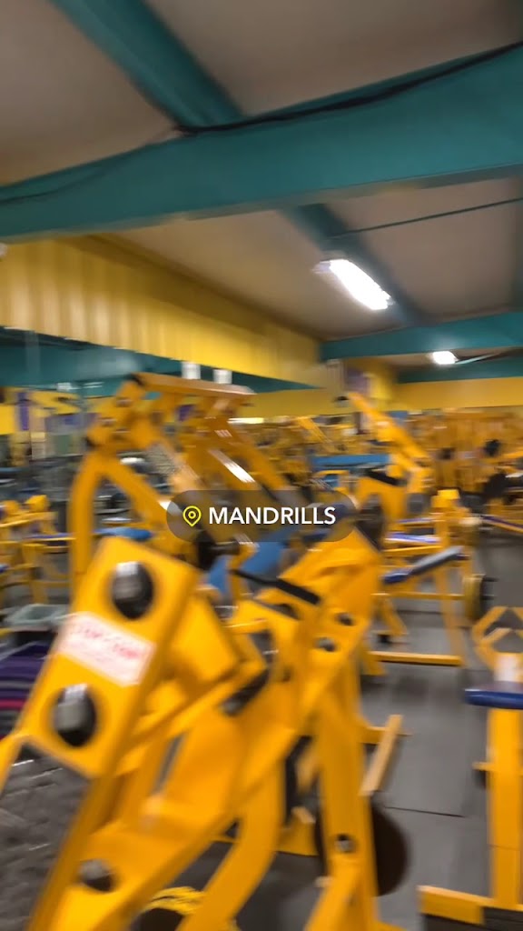  Mandrill's Gym