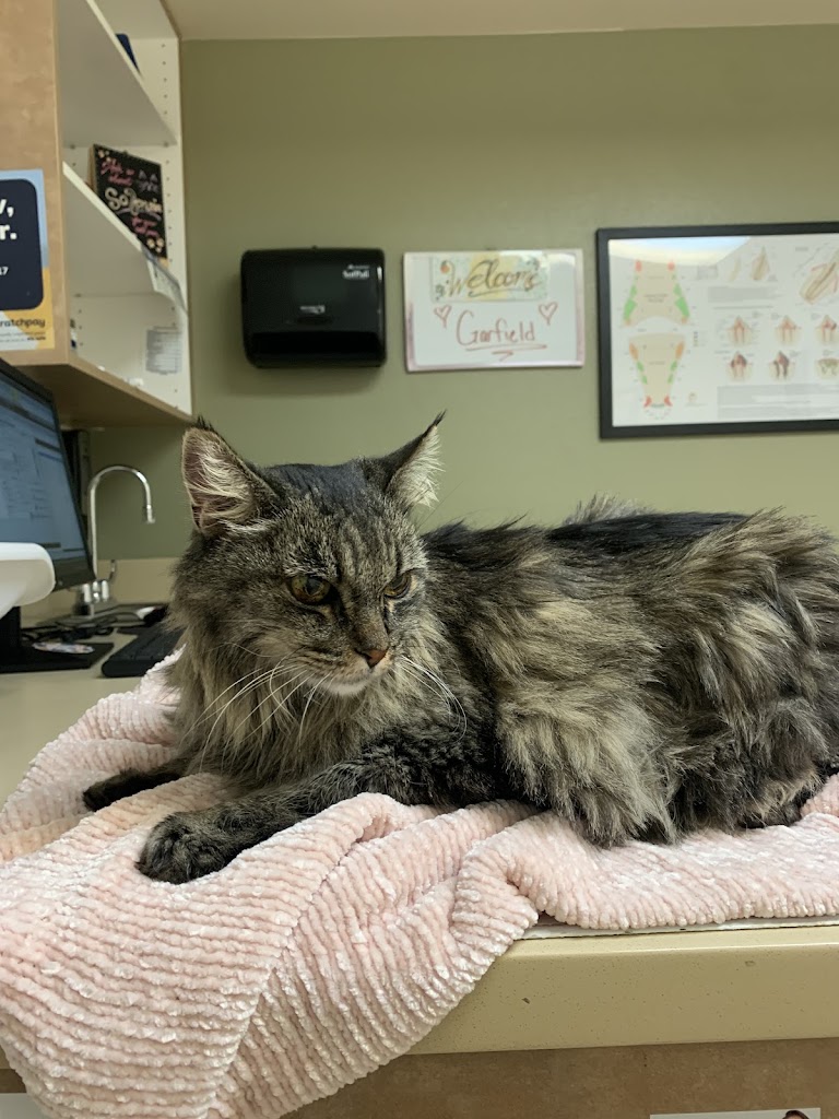  Boca Park Animal Hospital