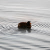 Little Grebe