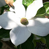 Starlight Dogwood