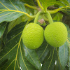 Breadfruit