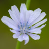 Chicory