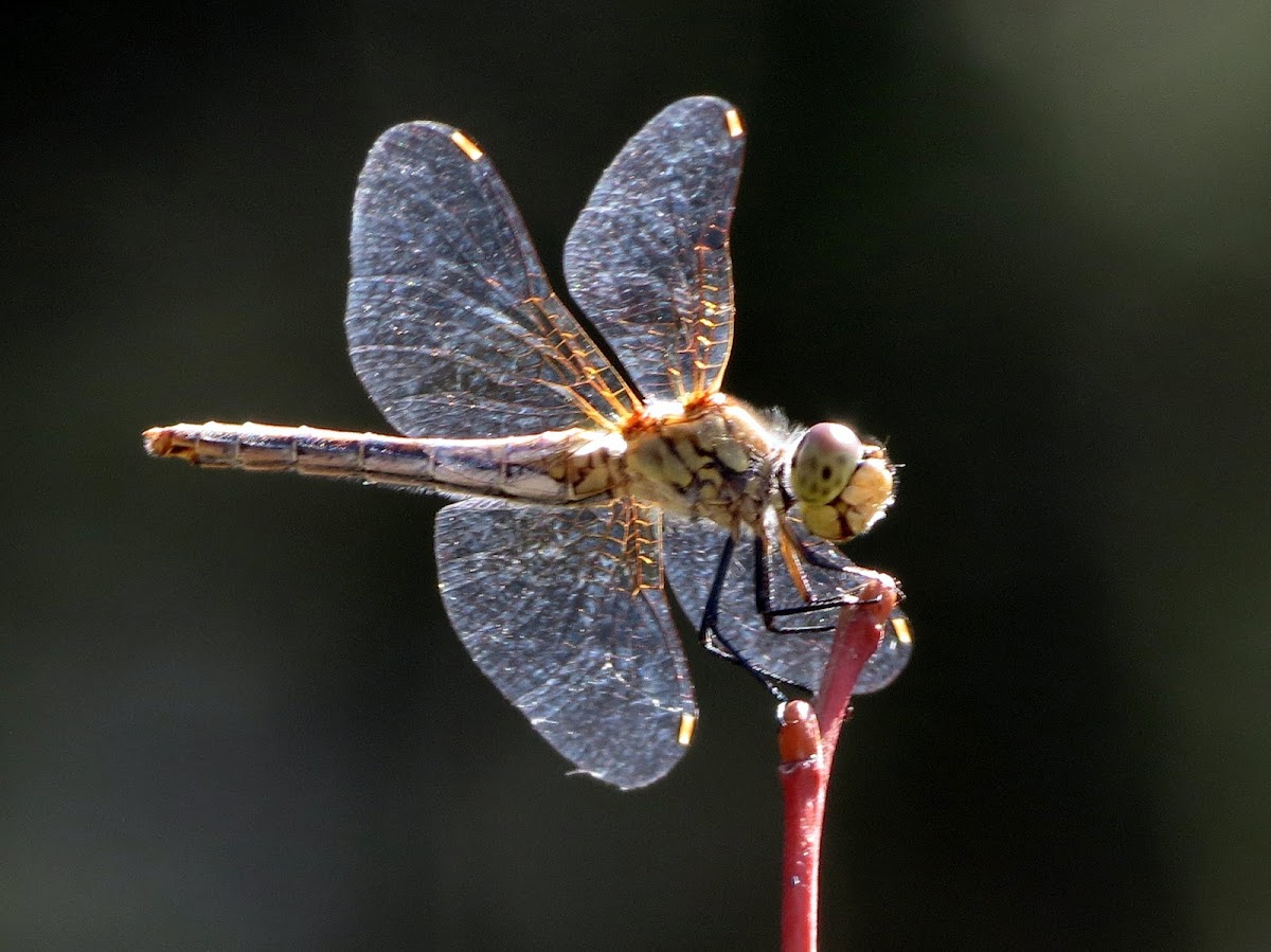 Four-Spotted Skimmer?