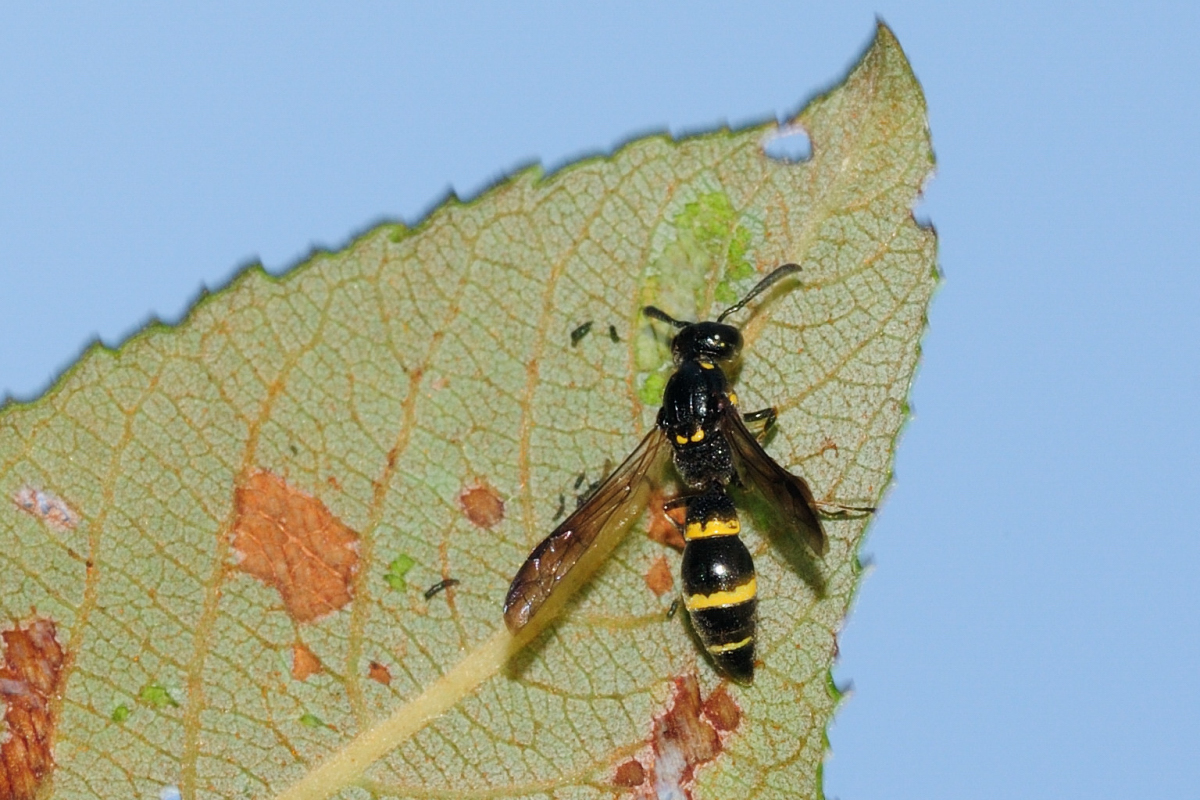 Symmorphus sp.