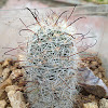 Arizona Barrel Cactus