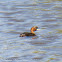 Little Grebe; Zampullín Chico