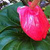 Anthurium 