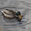 Mallard