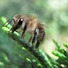 Western Honey Bee