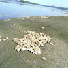 Periwinkles (Mollusk) in Buri Island, Philippines
