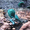 Blue-Stain Fungus
