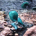 Blue-Stain Fungus
