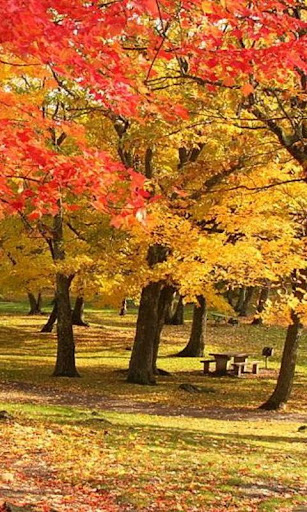 免費娛樂App|300 Autumn Tree Free Pictures|阿達玩APP