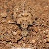 Antlion larvae vs Soil Centipede