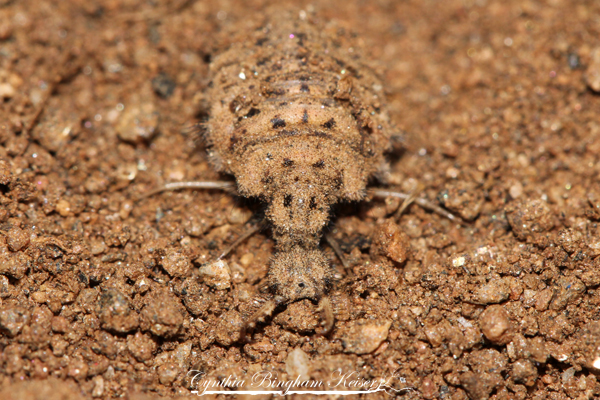 Antlion larvae vs Soil Centipede