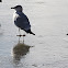 Ring-billed Gull