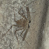 tailless whip scorpion