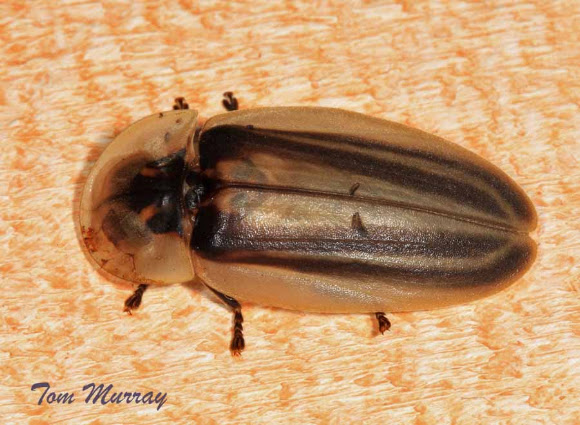 large Firefly | Project Noah