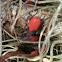 Red-shouldered Bug nymphs
