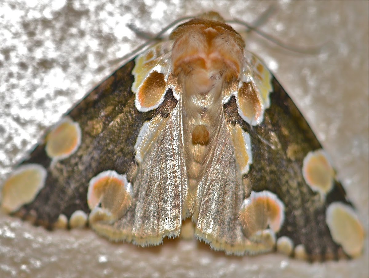 False Owlet  Moth