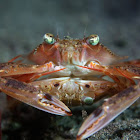 Swimming Crab