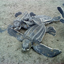 leatherback turtle, tortuga baula o laud