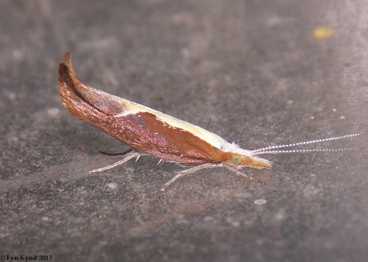 European Honeysuckle Moth