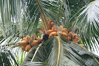 fruits des cocotier