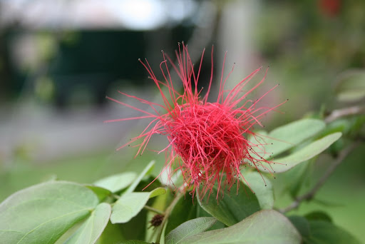 Macro sur Fleur rose
