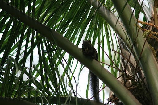 Ecureuil dans palmier