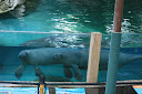 Eléphants de mer