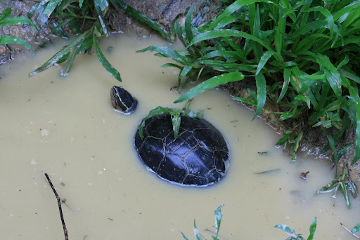 Petite tortue d'eau