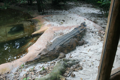 Vrai Croco