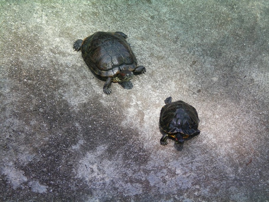 Tortues de Kusu's Island