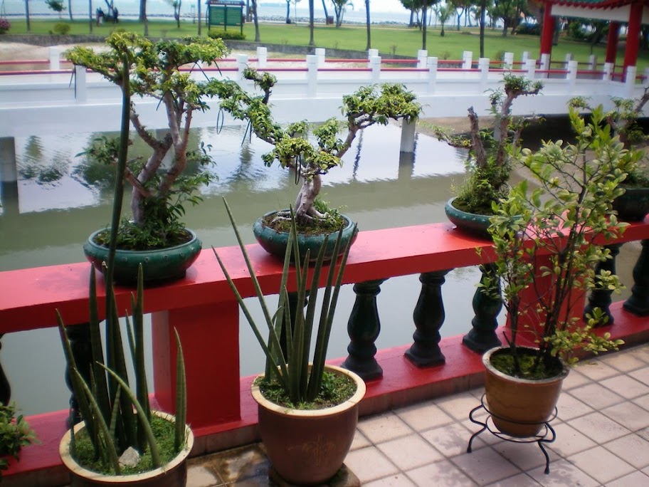 Bonsaï dans le Temple Chinois de Kusu's Island