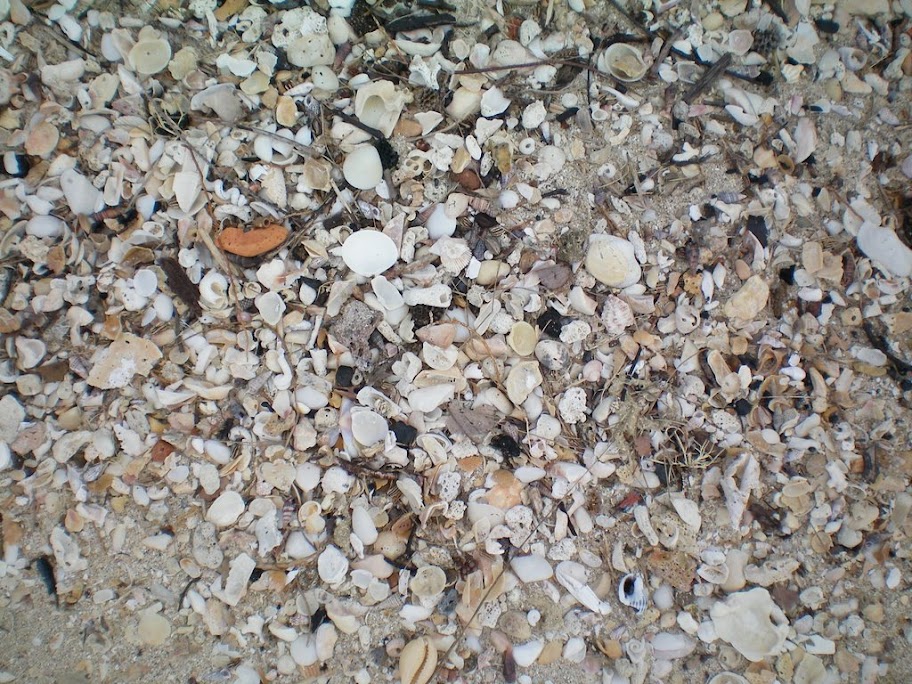 Coquillages de Kusu's Island