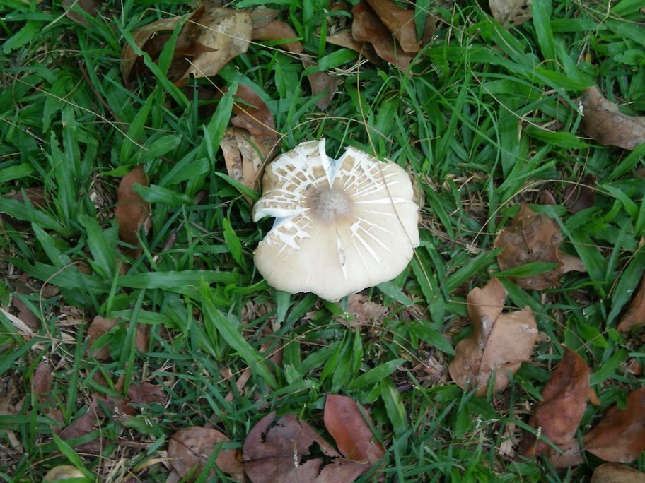 Le champignon de l'Extrémité ouest de Kusu's Island