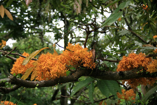 Fleurs des arbres yellow seraca
