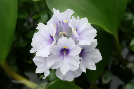 Fleur au jardin japonais